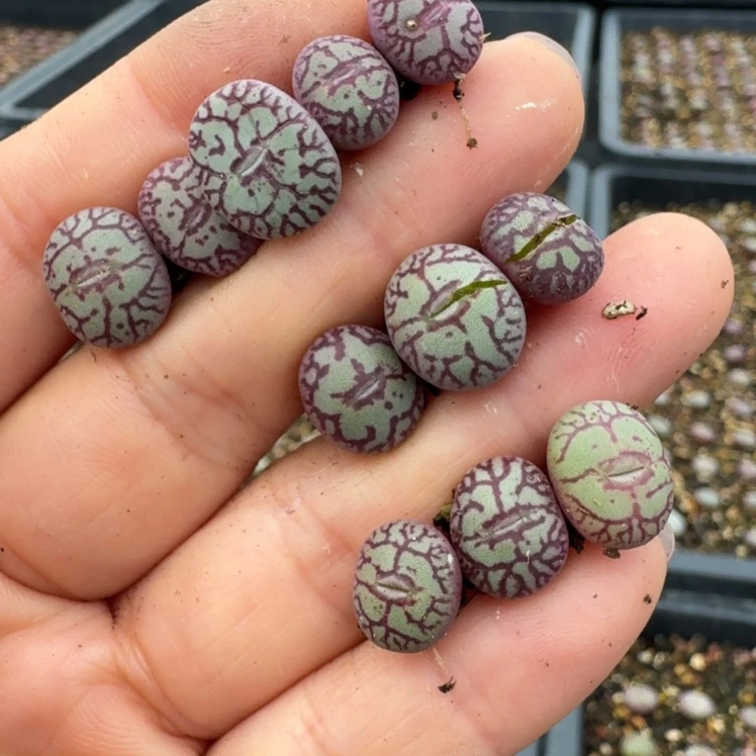 ?****?416猴脸青姬11颗000000