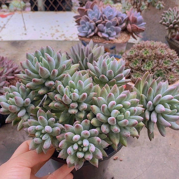 1536所罗门朵朵小树。