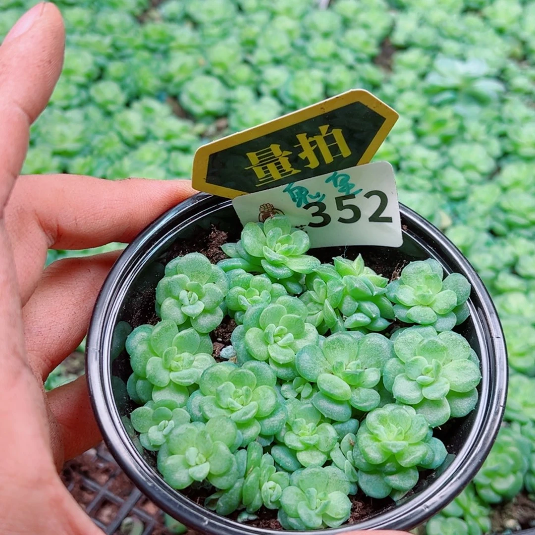 多肉植物多肉植物