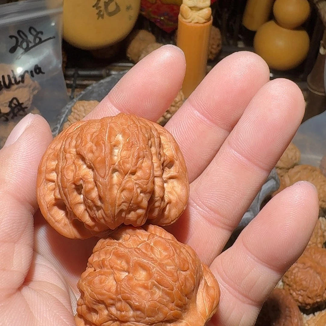 ****核桃40尺精品血麒麟，全品无修