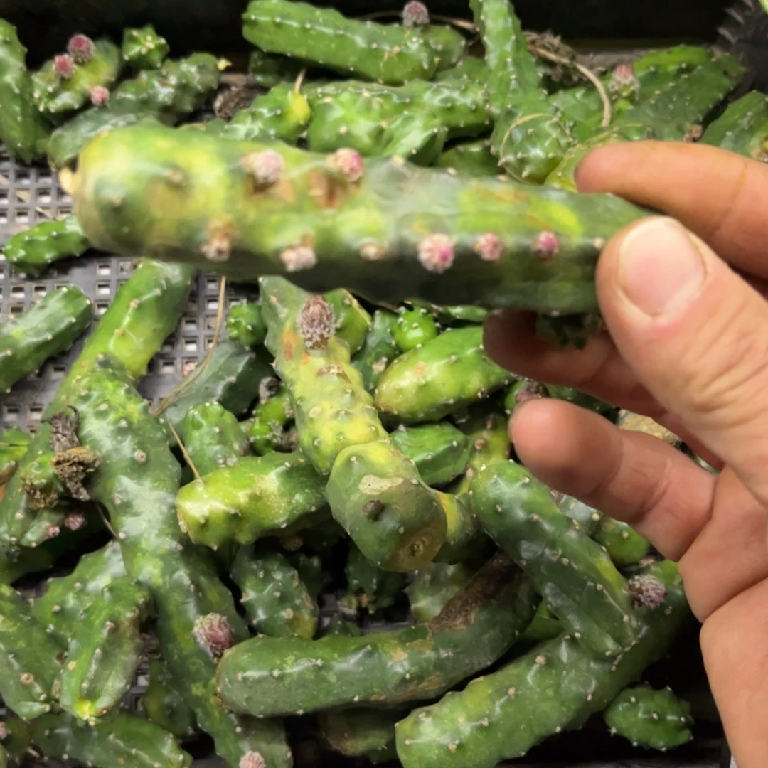 水仙晴朗4颗侧呀20包邮仙人球