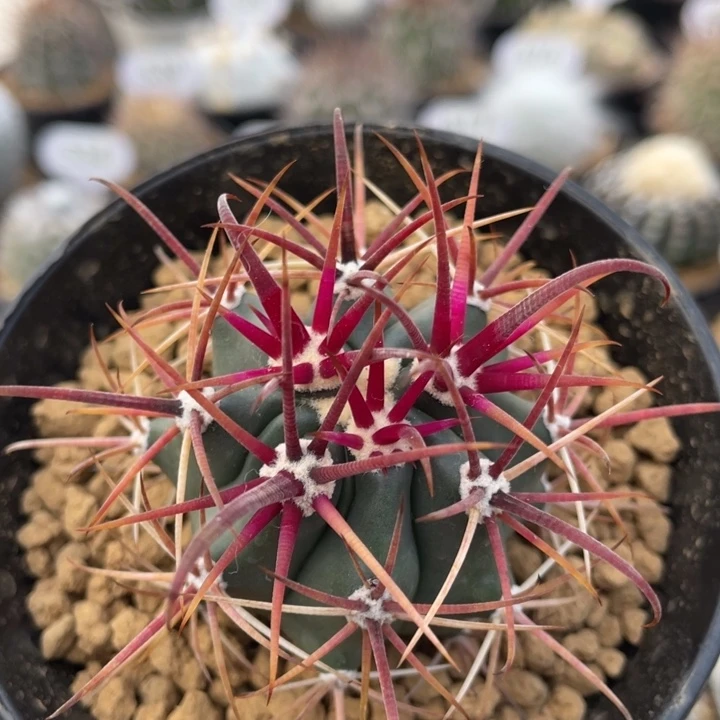 红刺金冠龙      折后价