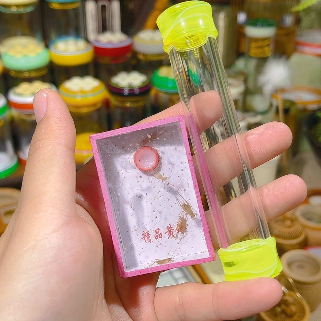 蟋蟀双11福利款有机黄蛉筒+小黄蛉