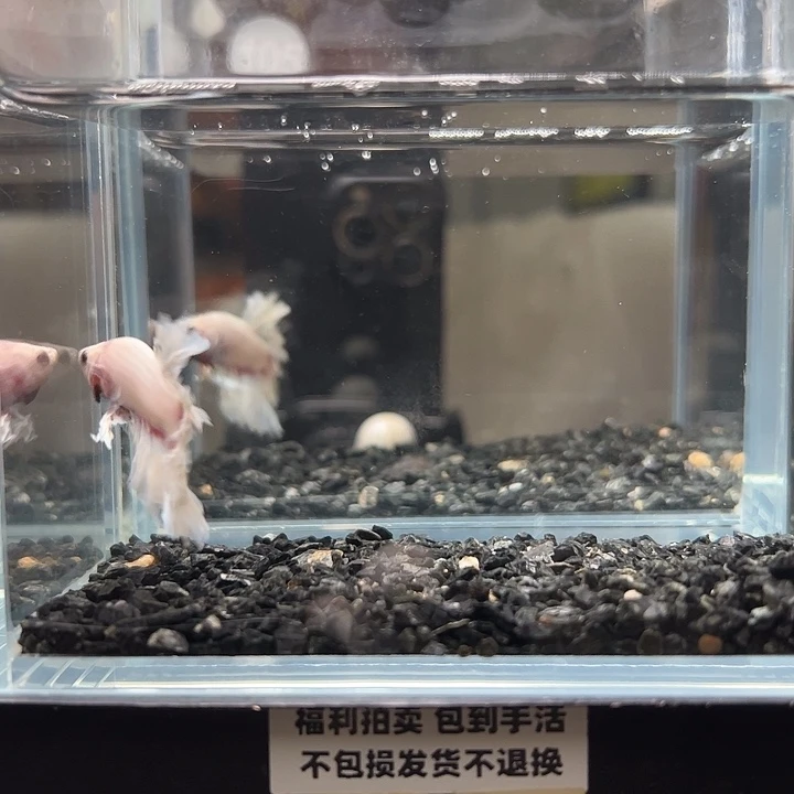 斗鱼竞拍跑单拉黑18日105