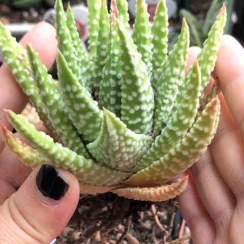 泪珠母本硬叶哈哈哈哈哈哈