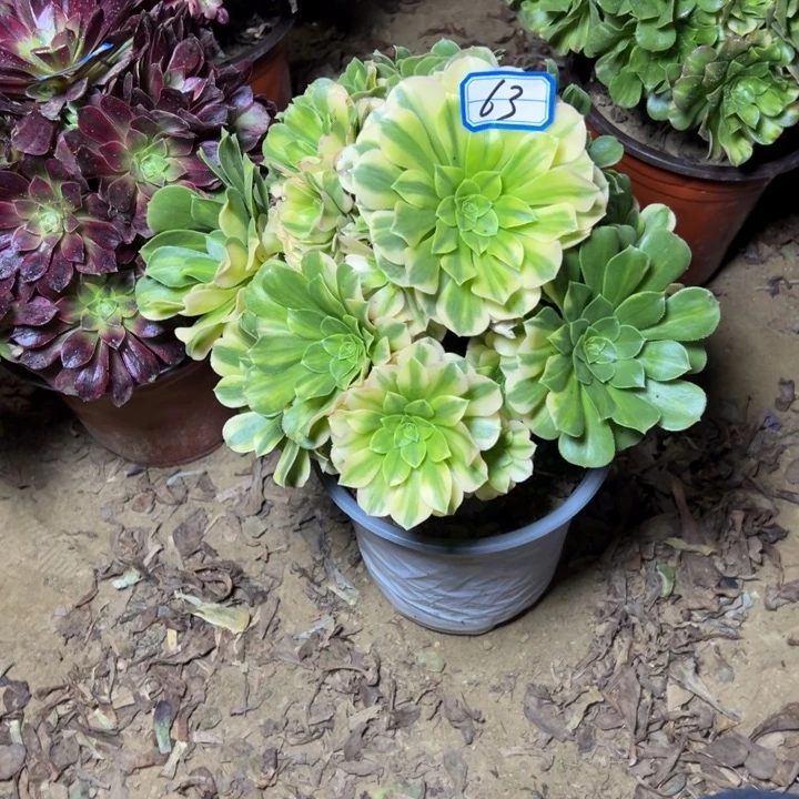 多肉植物七彩法师