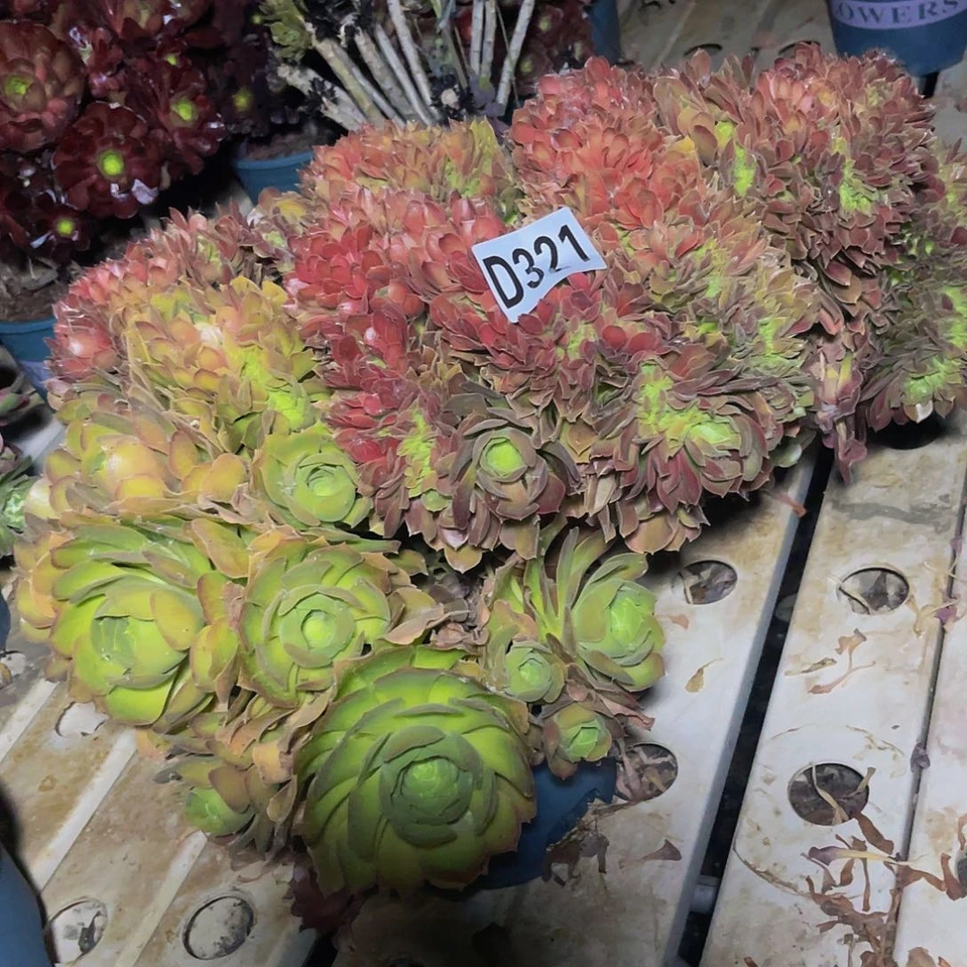 玫瑰法师7/-12不包邮
