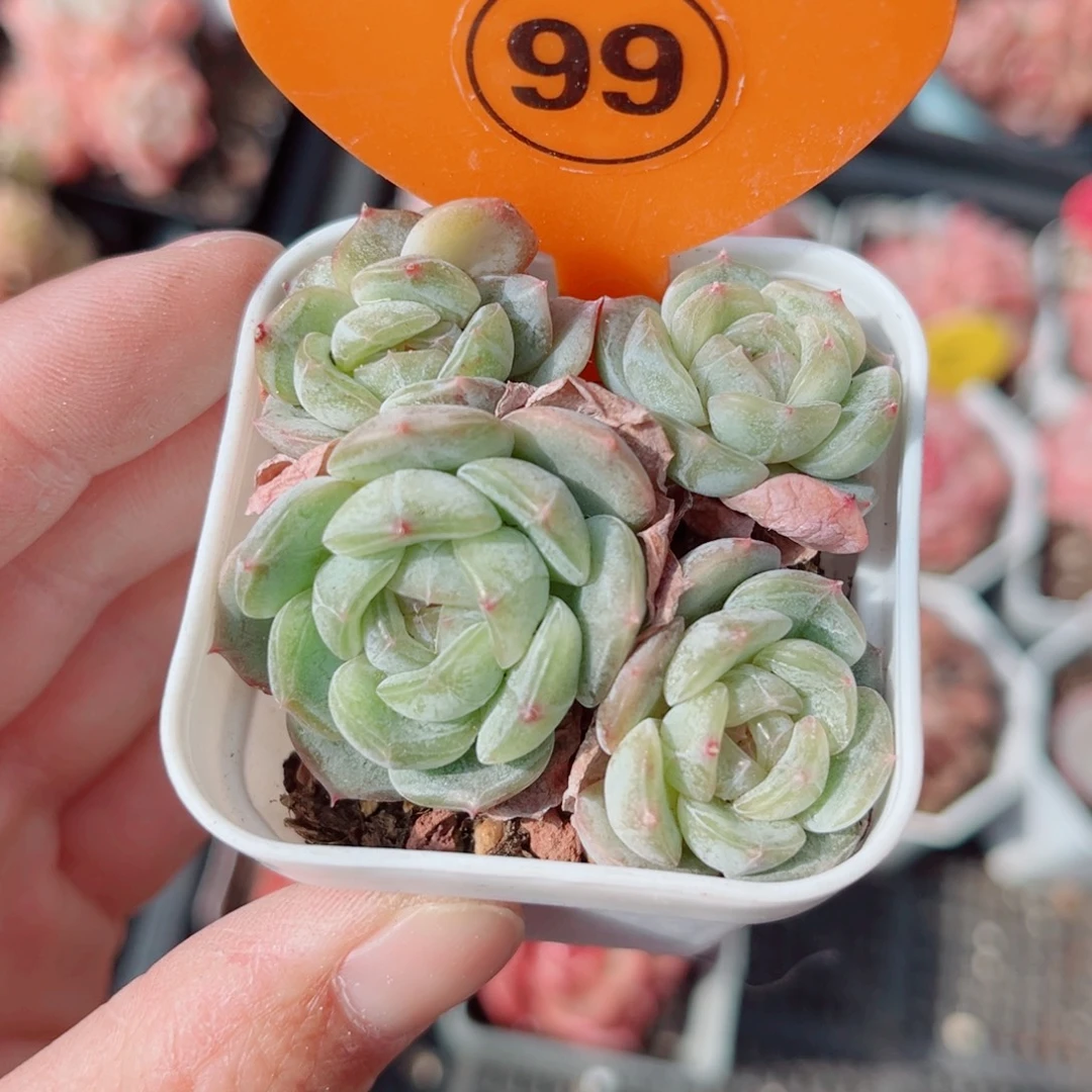 99号小老桩白恋群5头