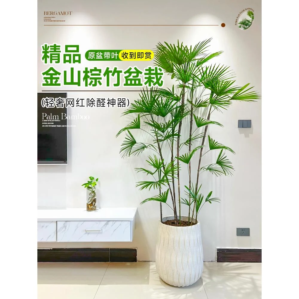 金山棕竹盆栽室内植物大型绿植客厅细叶竹子落地式吸甲醛四季好养
