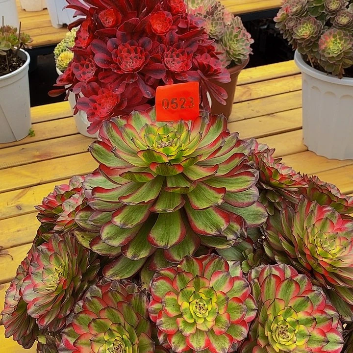 随***赢0523多肉植物凌波仙子