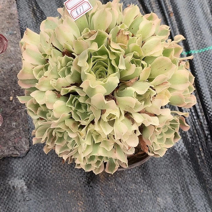 611雨花石多肉植物