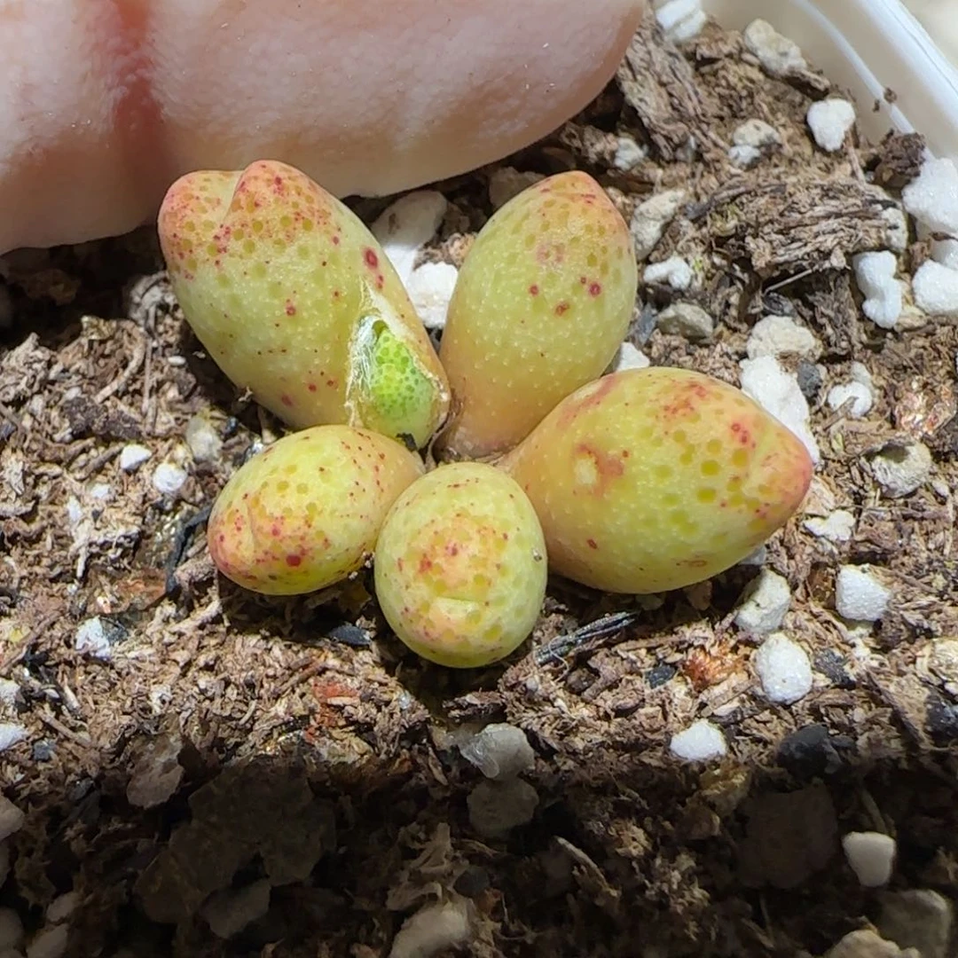 肉锥多肉植物百科2-草莓斑马有疤1673