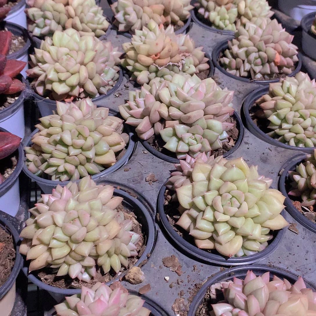 黄金象牙34677889990