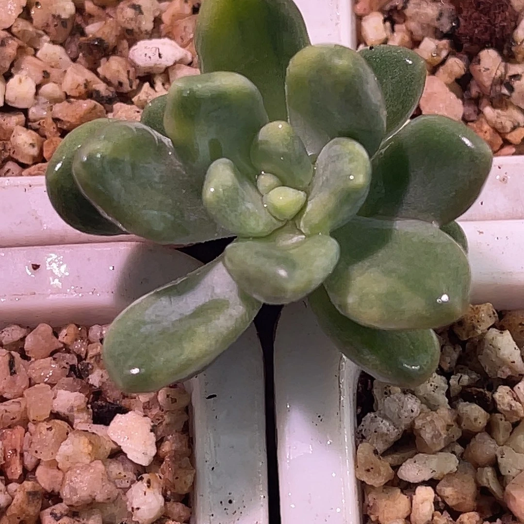 尚品园艺福利灯美人锦头盖