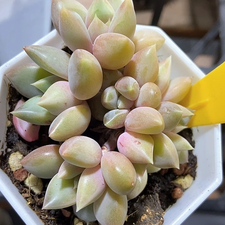 多肉植物848多肉