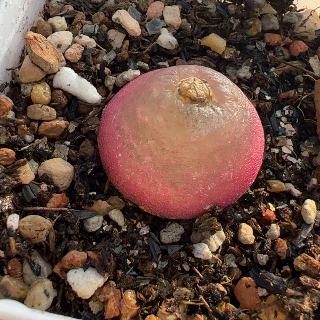 024多肉植物百科