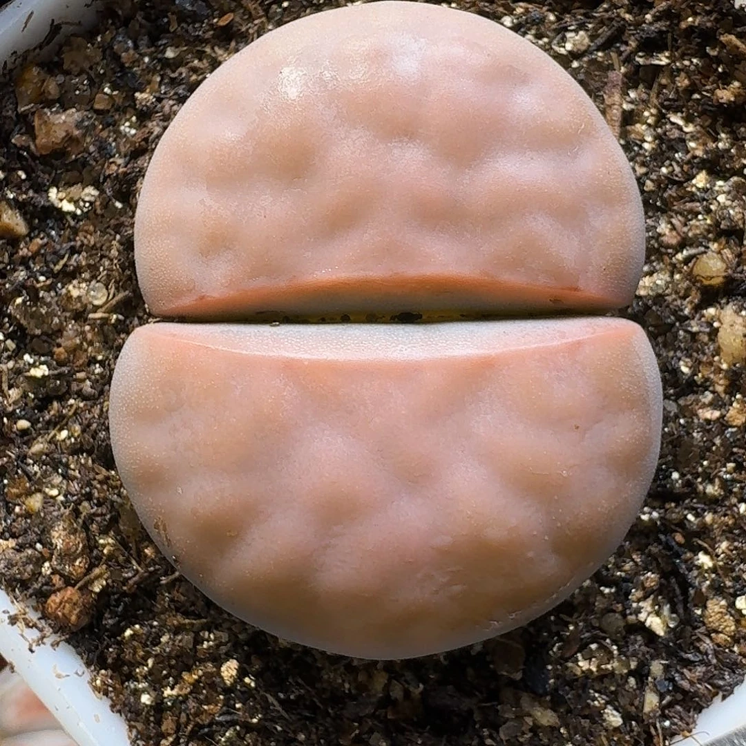 生石花111111。  76