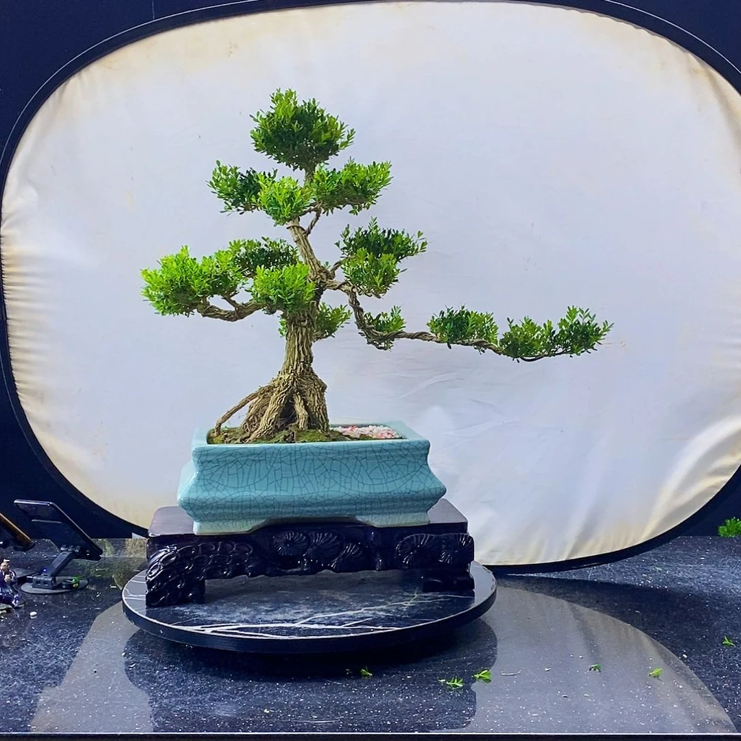 无花朵黄杨盆景造型