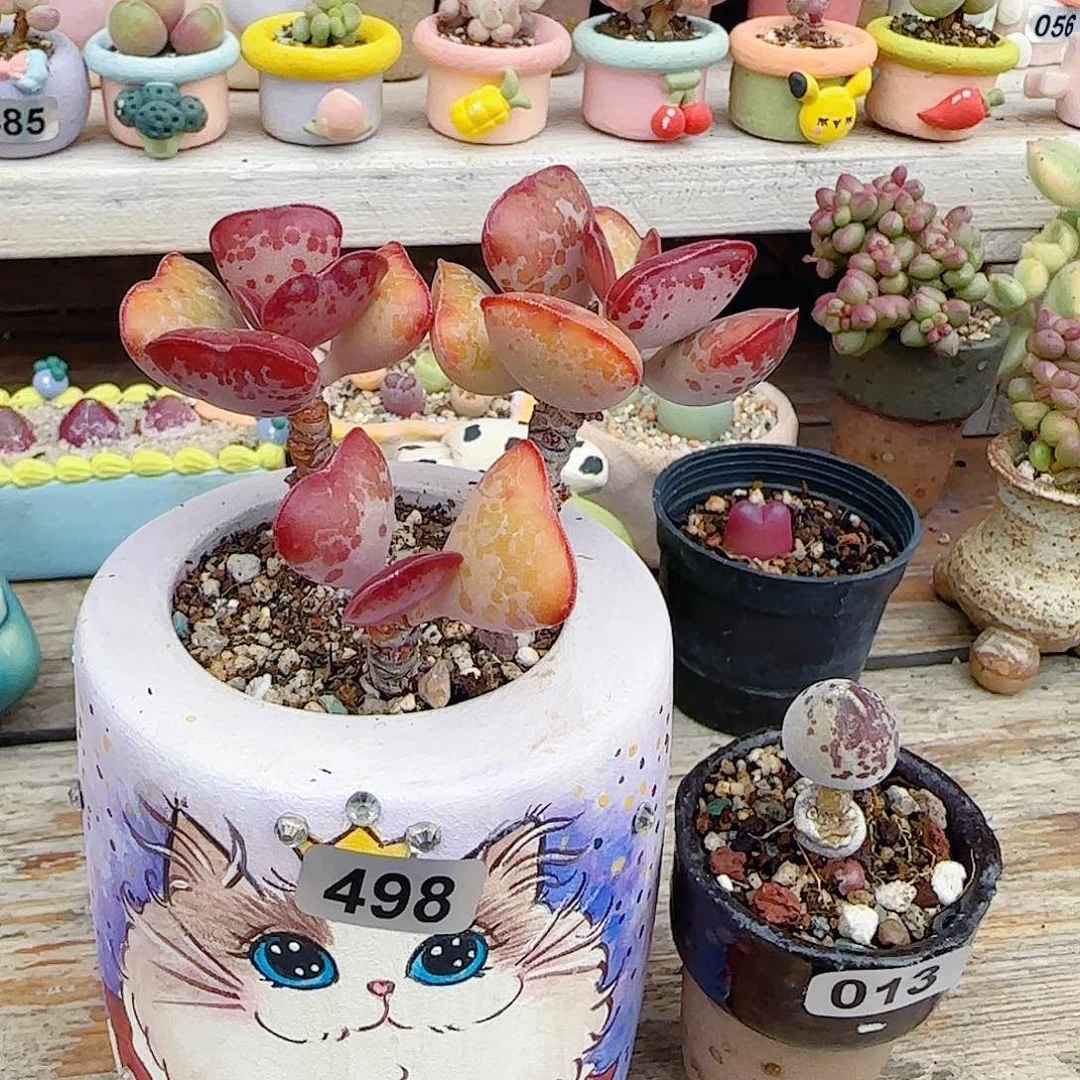 闪***烁L 紫猫盆 阴阳豹带土球