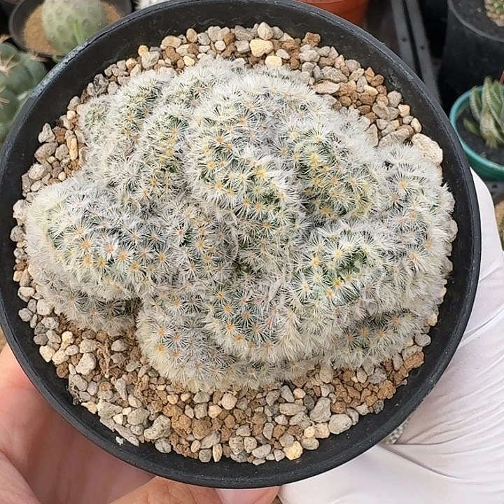 嘉文丸缀仙人球12345