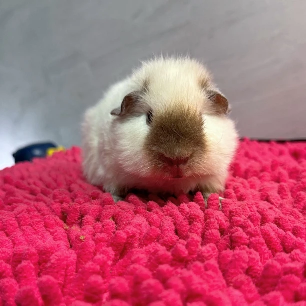 白泰加荷兰猪弟弟