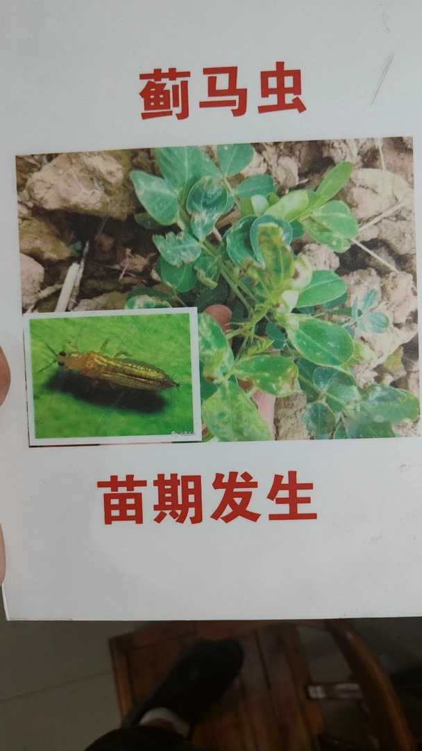 花生灭《蓟马虫》叶面肥