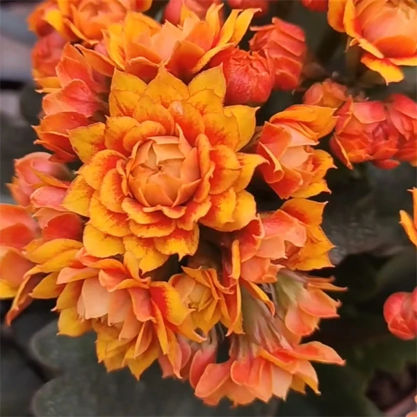 【10cm盆  盛宴】重瓣大花0℃地区请拍保温，不拍冻坏不赔