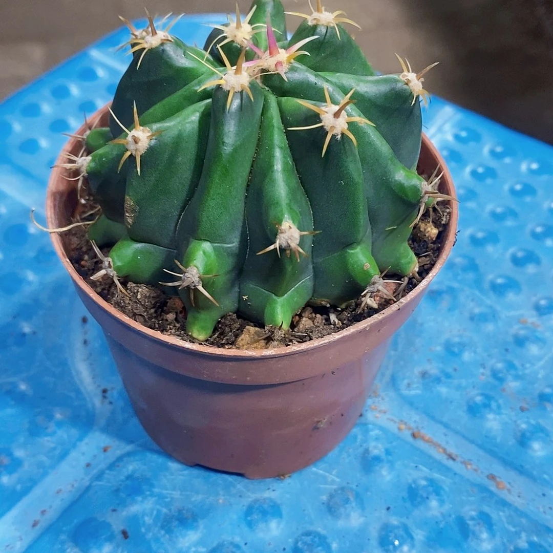 龟甲玉11111111111111个