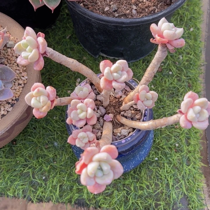 健健康康平平安安