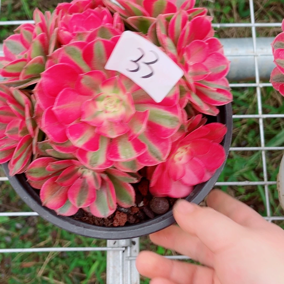 一物一拍多肉法师33