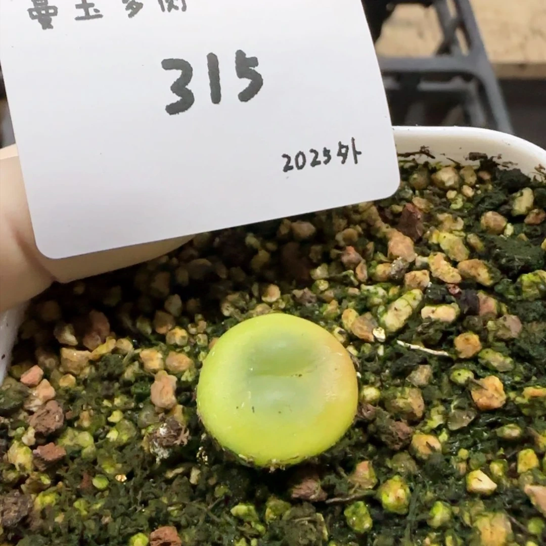 阿*多肉多肉多肉2025-315