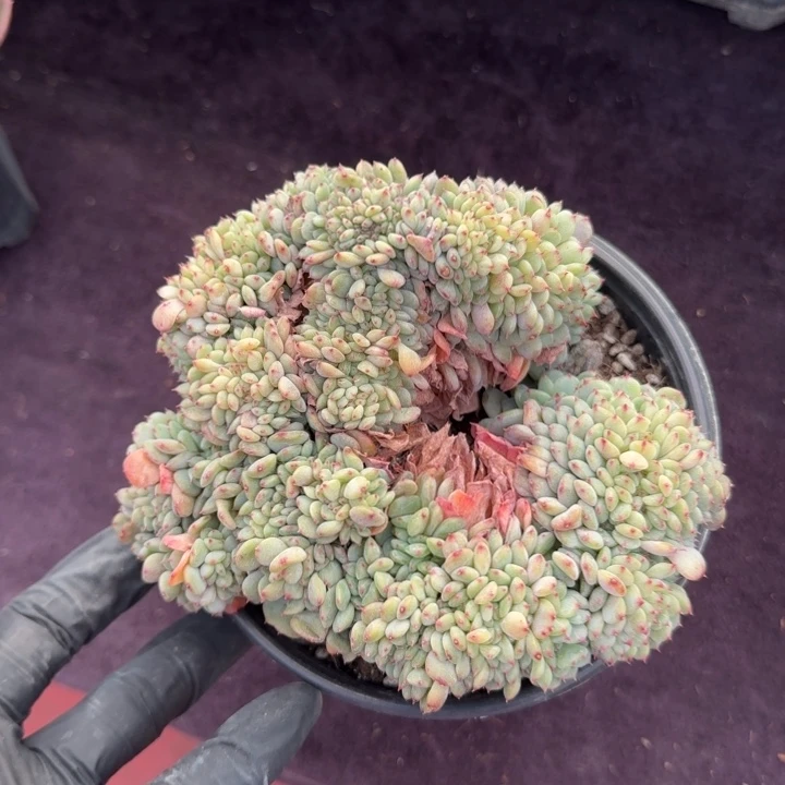 12厘米左右一物一拍的