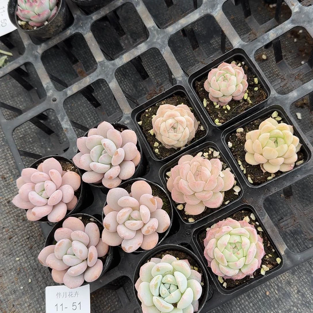 量拍组合十棵11-51