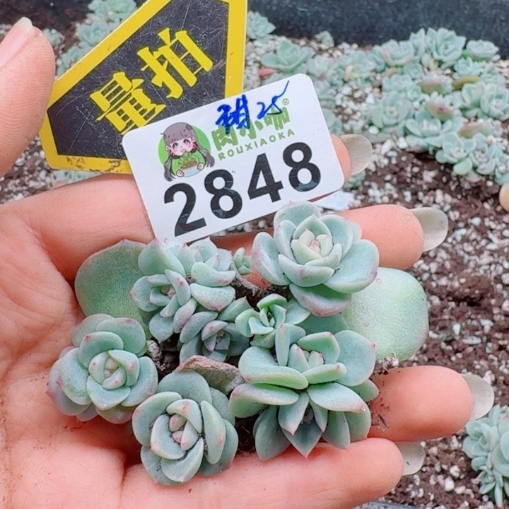 多肉植物多肉植物