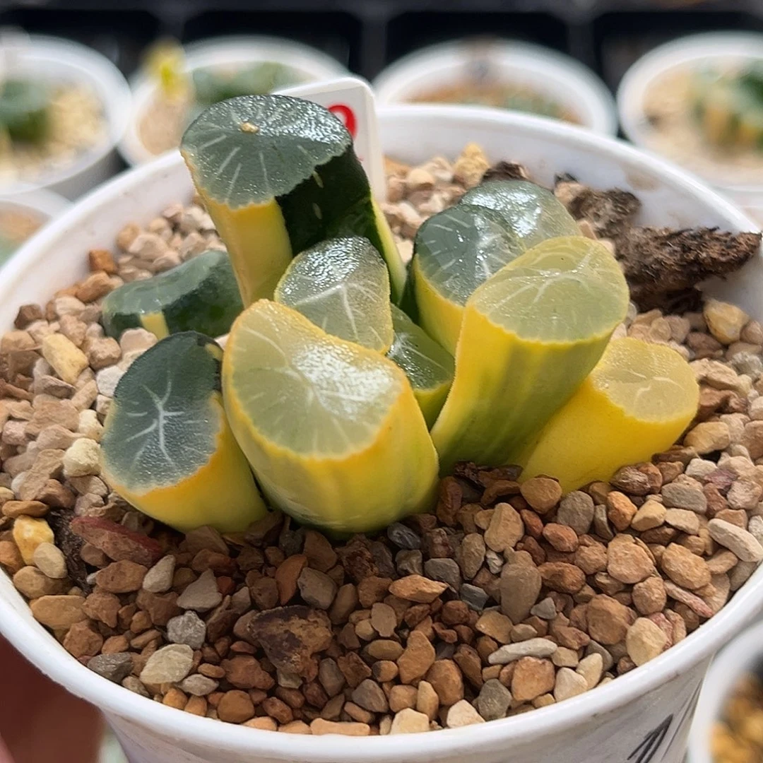 49糊斑万象锦一物一图