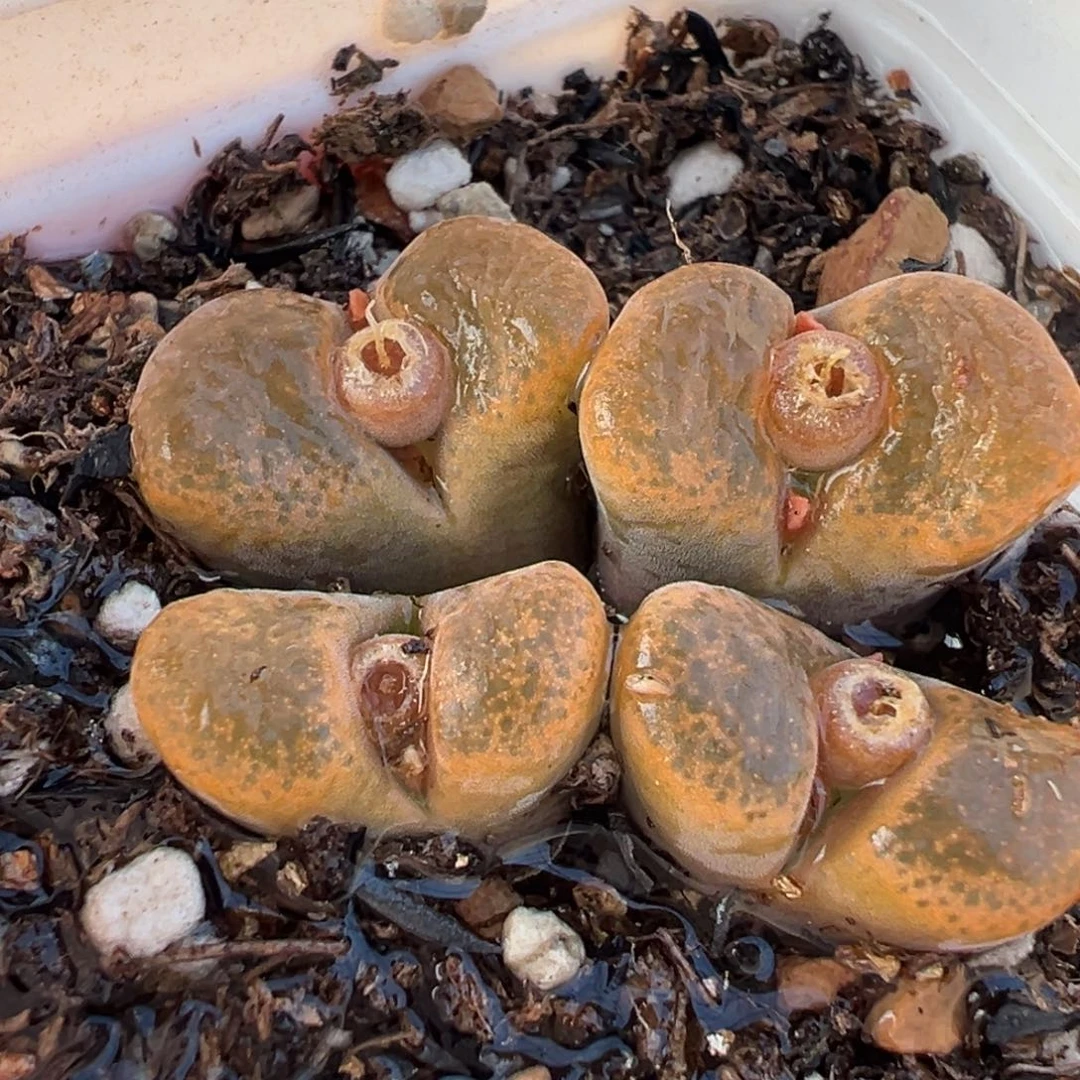 017多肉植物种类和