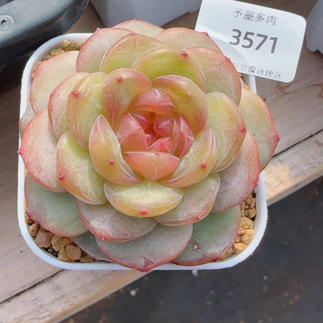 编号珍妮，3571多肉