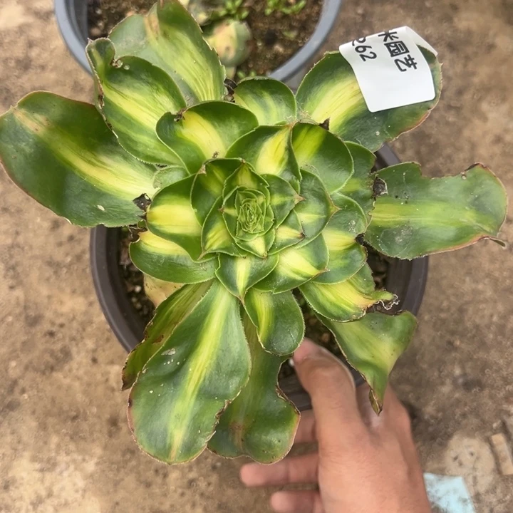 暴君多肉植物262法师