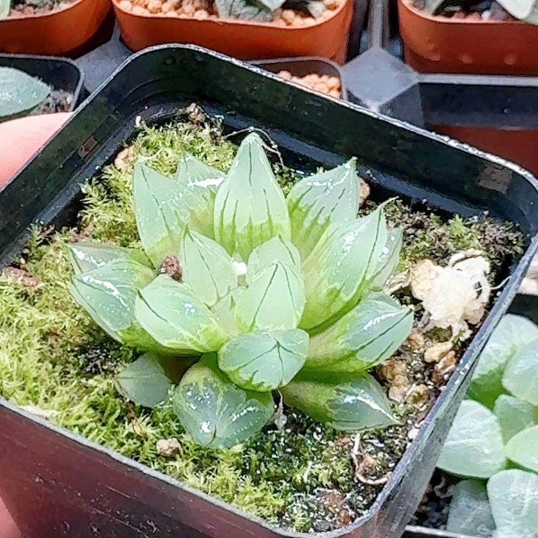 无花朵十二卷 西亚基福利