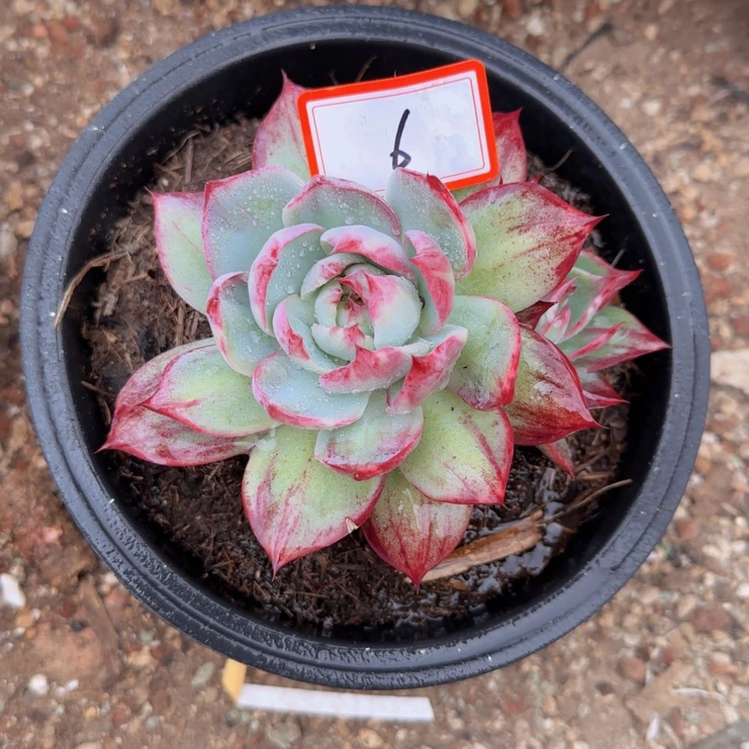 6