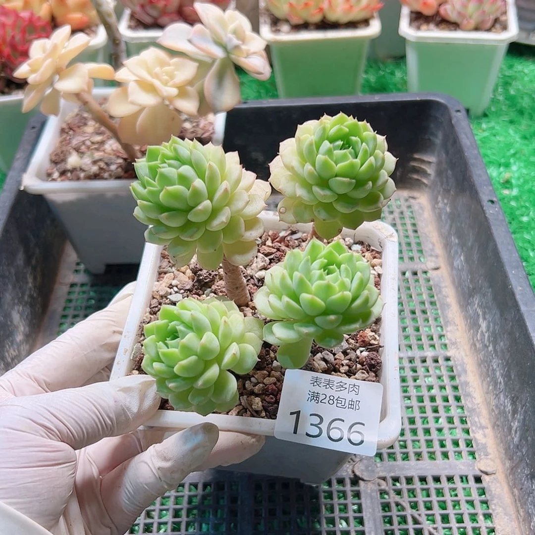 多肉一物一柏植物1366