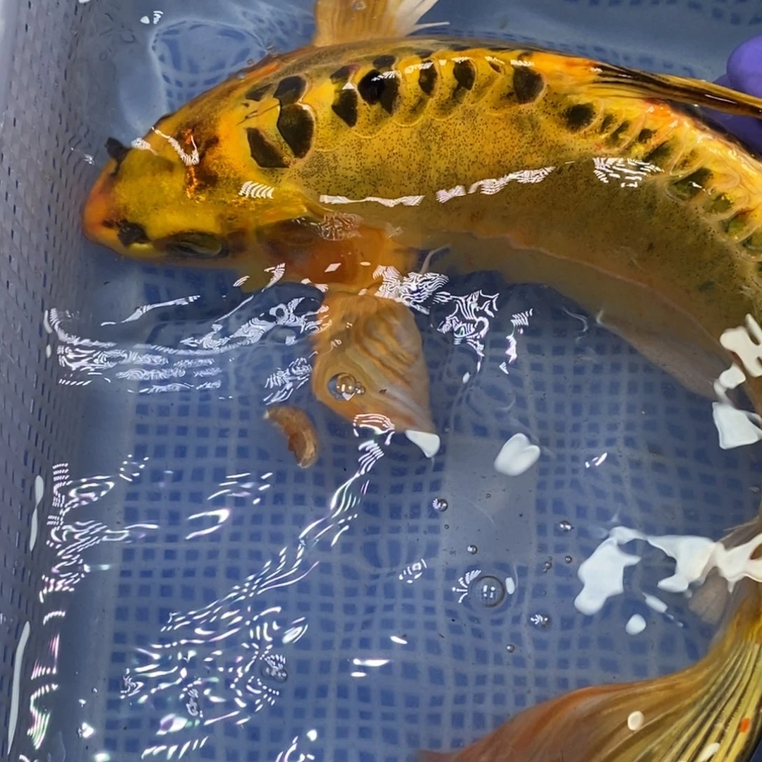 锦鲤冷水锦鲤（无开箱视频不售后）