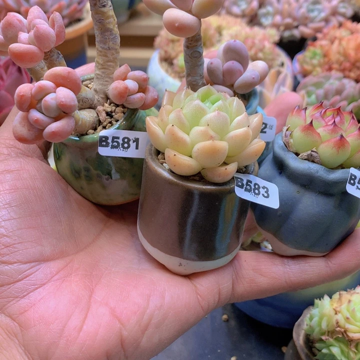 ?****?581，582，583，584，一组四颗