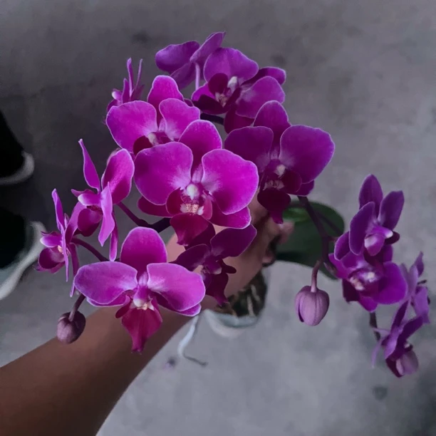 蝴蝶兰【招财猫】单花剑 名贵品种 花卉绿植   广州基地直发