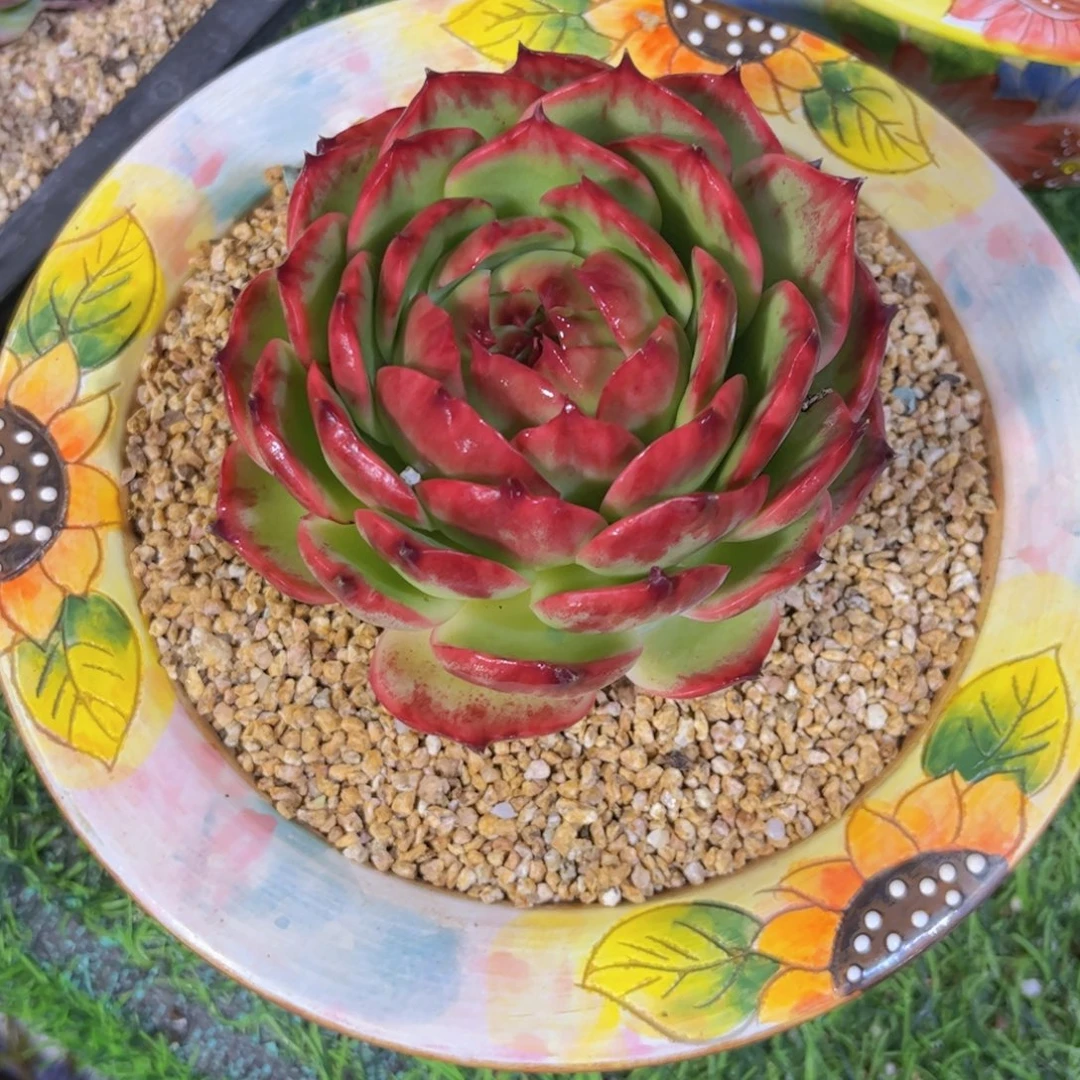 ****蝶惊鸿仙子一物一拍