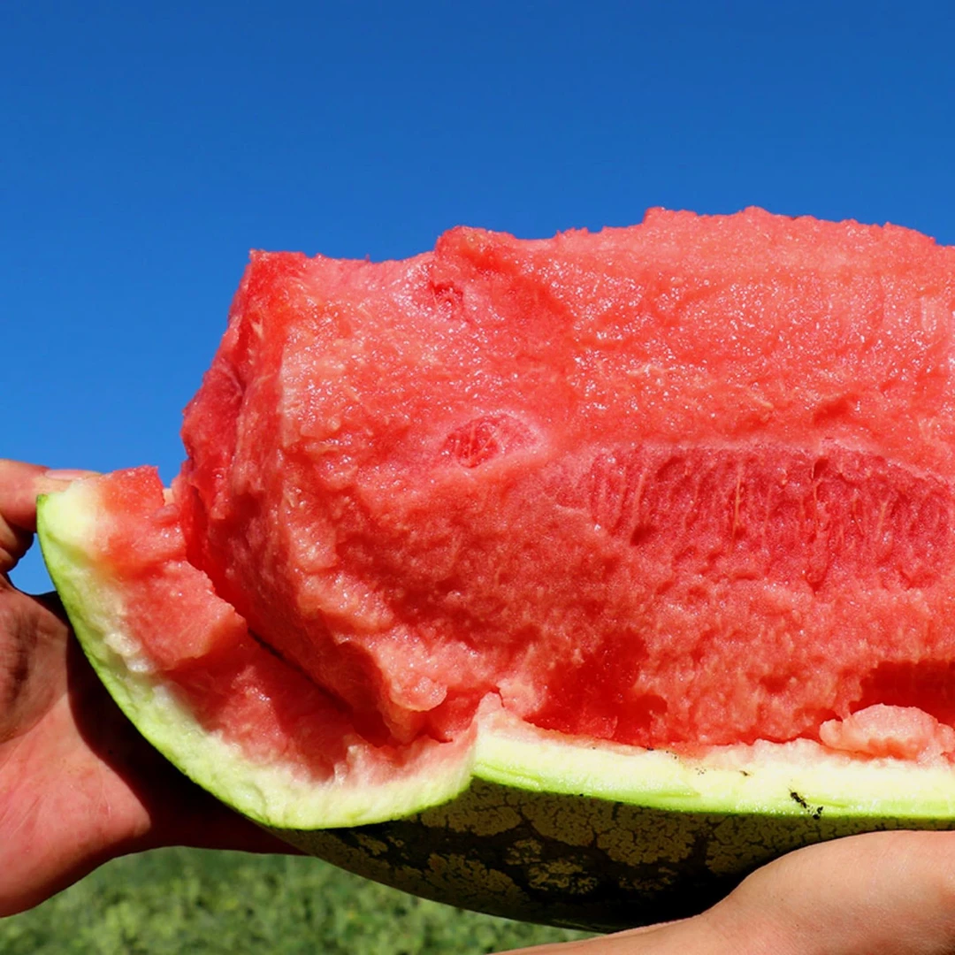 宁夏中卫西瓜硼砂西瓜纯甜好吃宁夏回族自治区