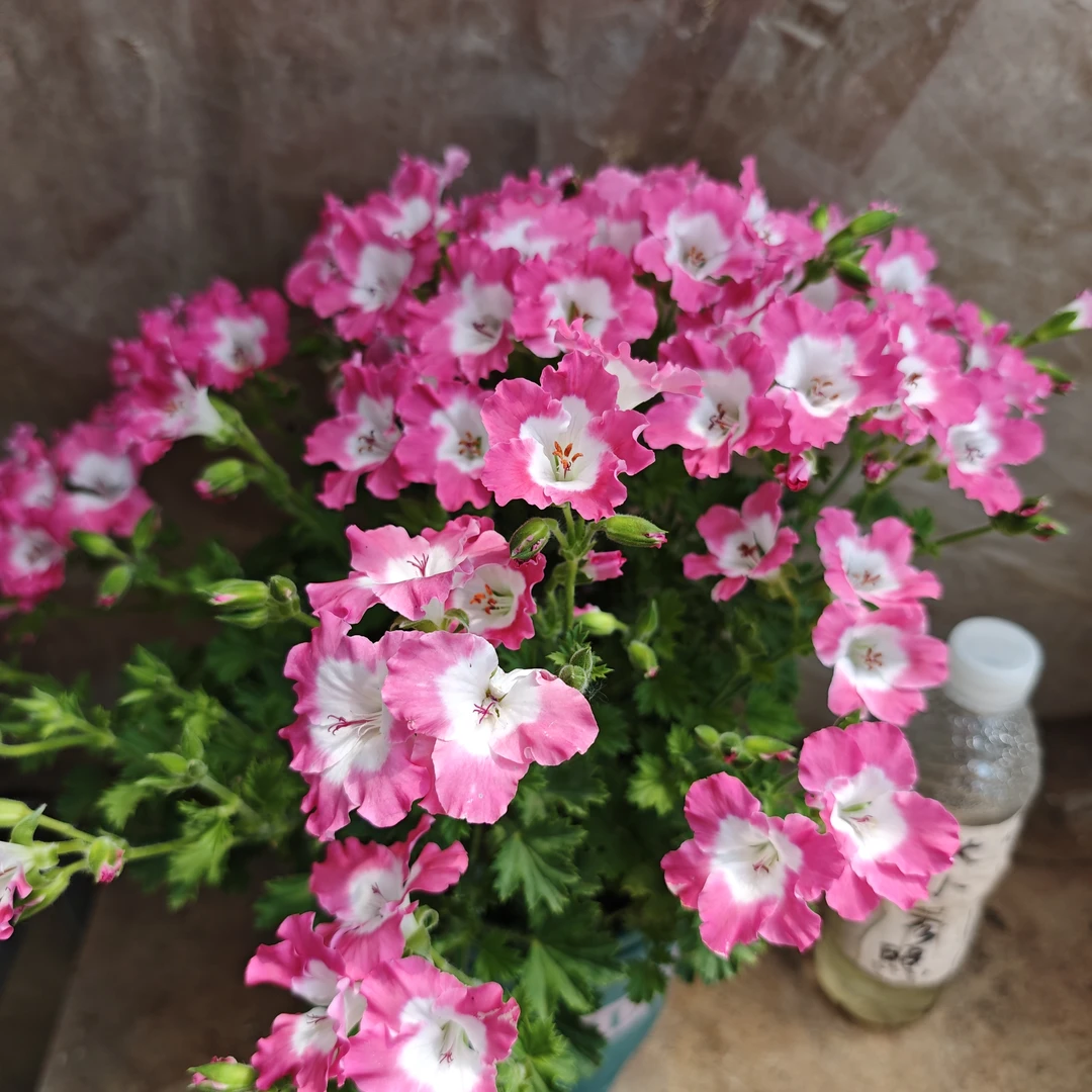 百慕大粉 大花天竺葵蝴蝶梅 特大苗 一物一拍 好养巨勤花