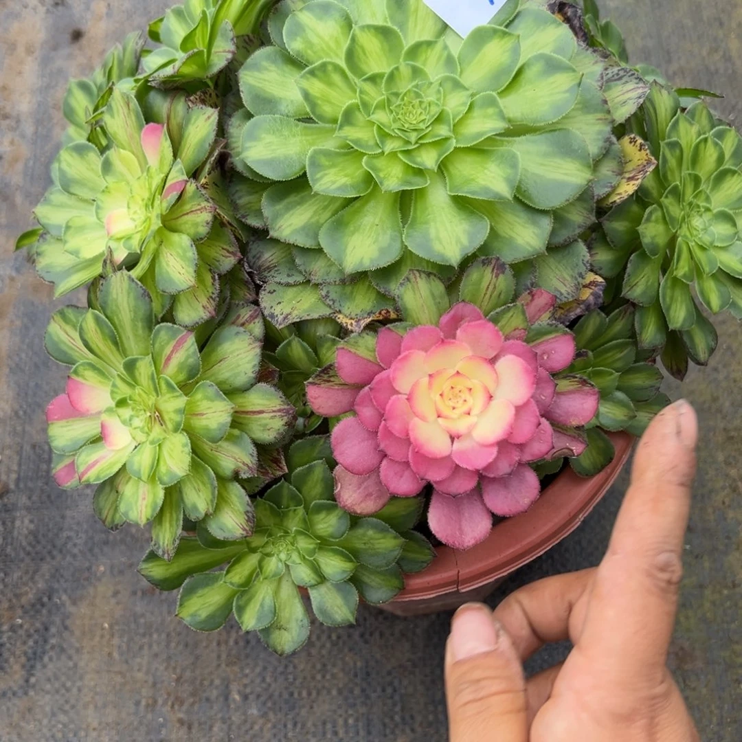 76知否多肉植物一样