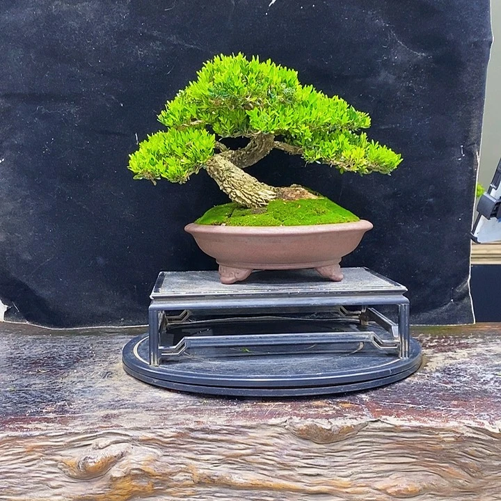用***9无花朵黄杨盆景四季常青