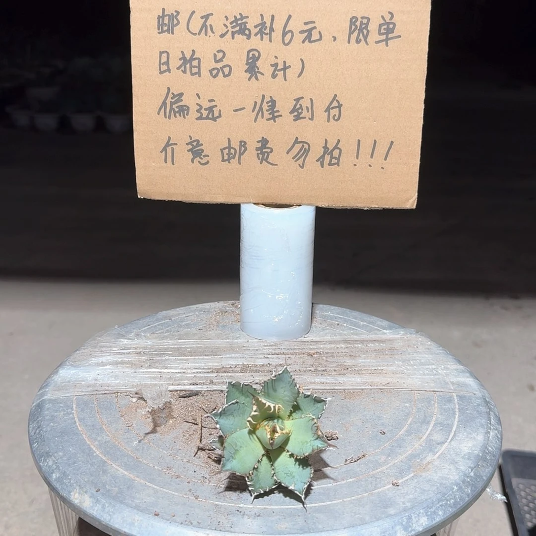 蕾丝仁王冠龙舌兰一一